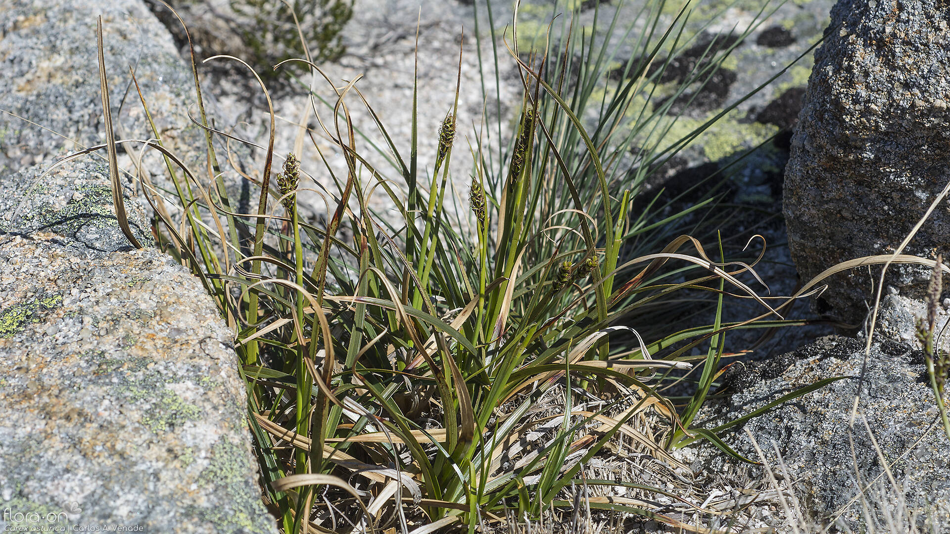 Carex asturica - Hábito | Carlos Venade; CC BY-NC 4.0