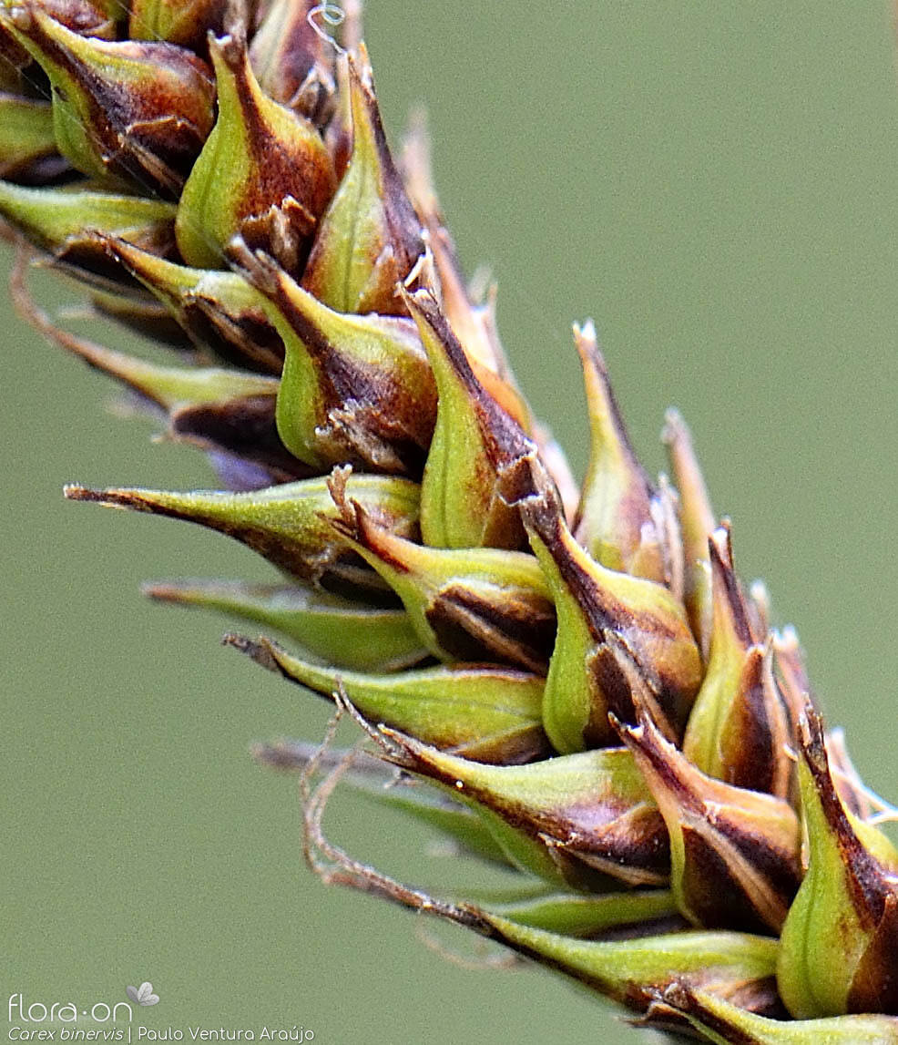 Carex binervis - Flor (close-up) | Paulo Ventura Araújo; CC BY-NC 4.0