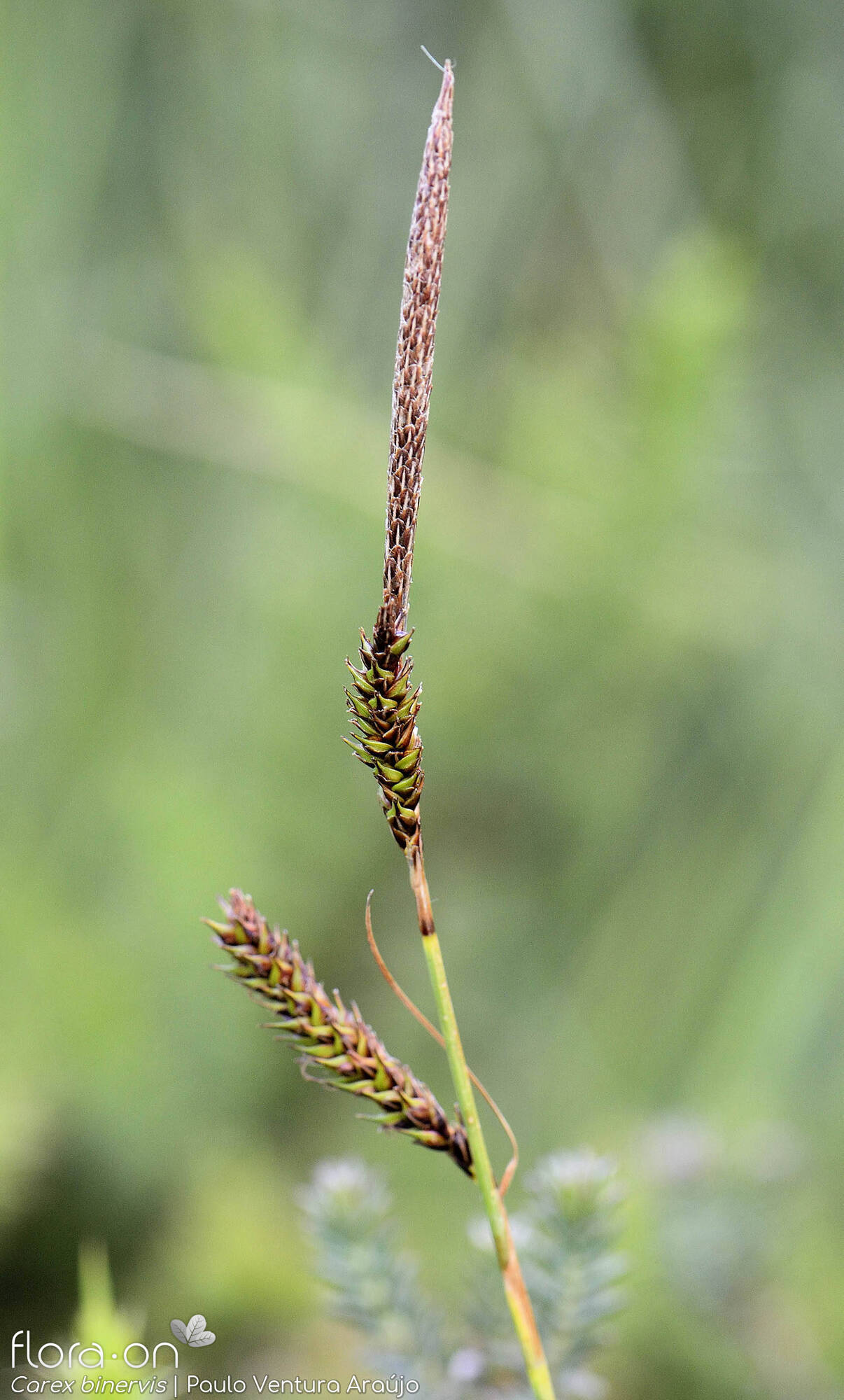 Carex binervis - Flor (geral) | Paulo Ventura Araújo; CC BY-NC 4.0
