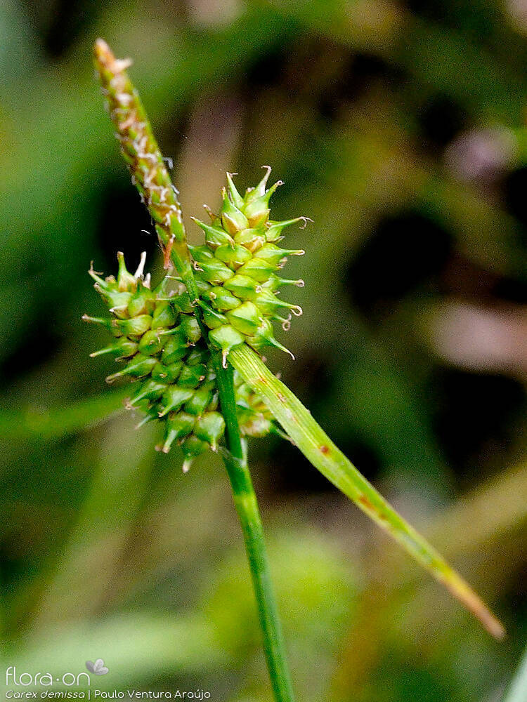 Carex demissa - Flor (geral) | Paulo Ventura Araújo; CC BY-NC 4.0