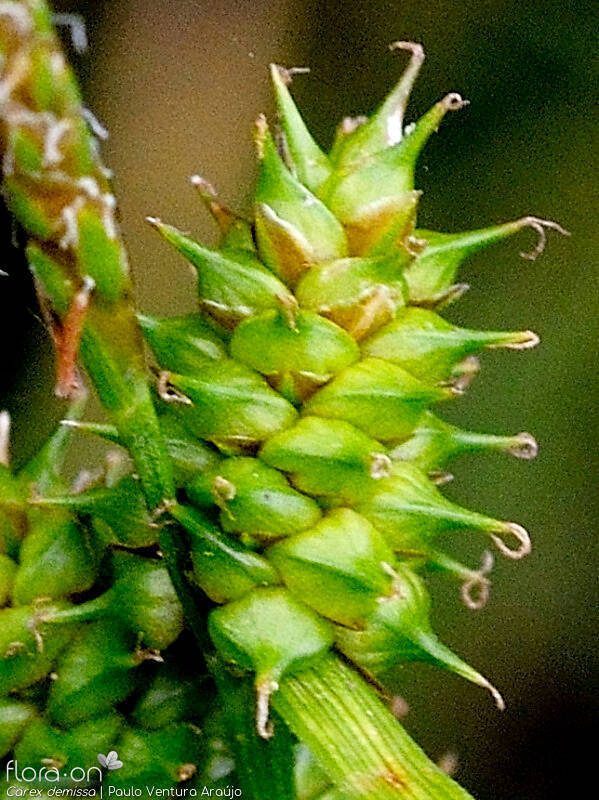 Carex demissa - Fruto | Paulo Ventura Araújo; CC BY-NC 4.0