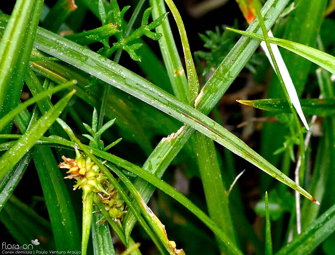 Carex demissa - Folha | Paulo Ventura Araújo; CC BY-NC 4.0