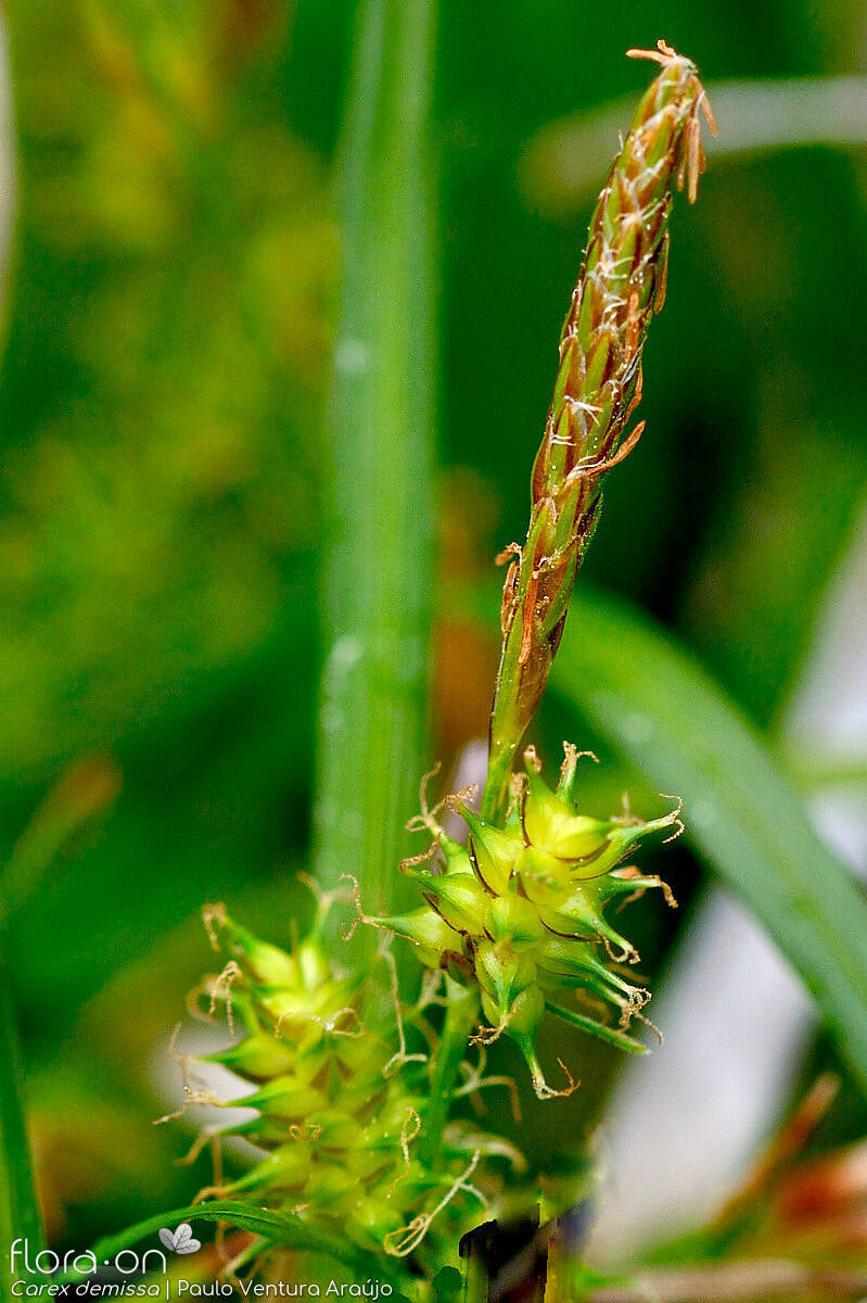 Carex demissa - Flor (geral) | Paulo Ventura Araújo; CC BY-NC 4.0