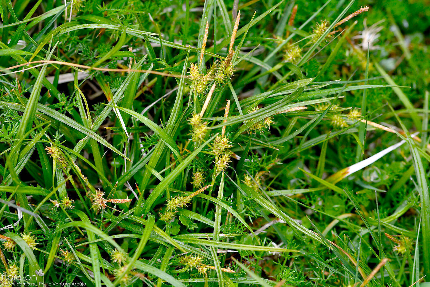 Carex demissa - Hábito | Paulo Ventura Araújo; CC BY-NC 4.0