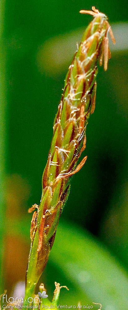 Carex demissa - Flor (close-up) | Paulo Ventura Araújo; CC BY-NC 4.0