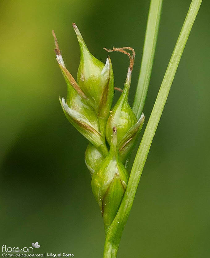 Carex depauperata - Flor (close-up) | Miguel Porto; CC BY-NC 4.0