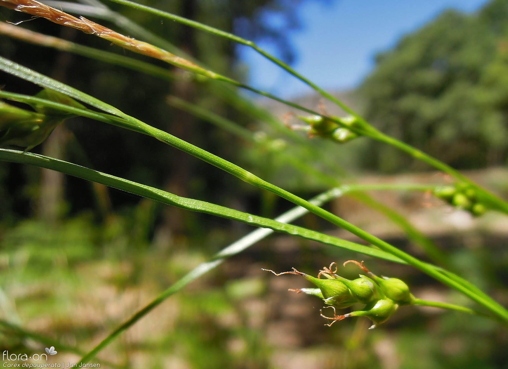 Carex depauperata - Flor (geral) | Jan Jansen; CC BY-NC 4.0