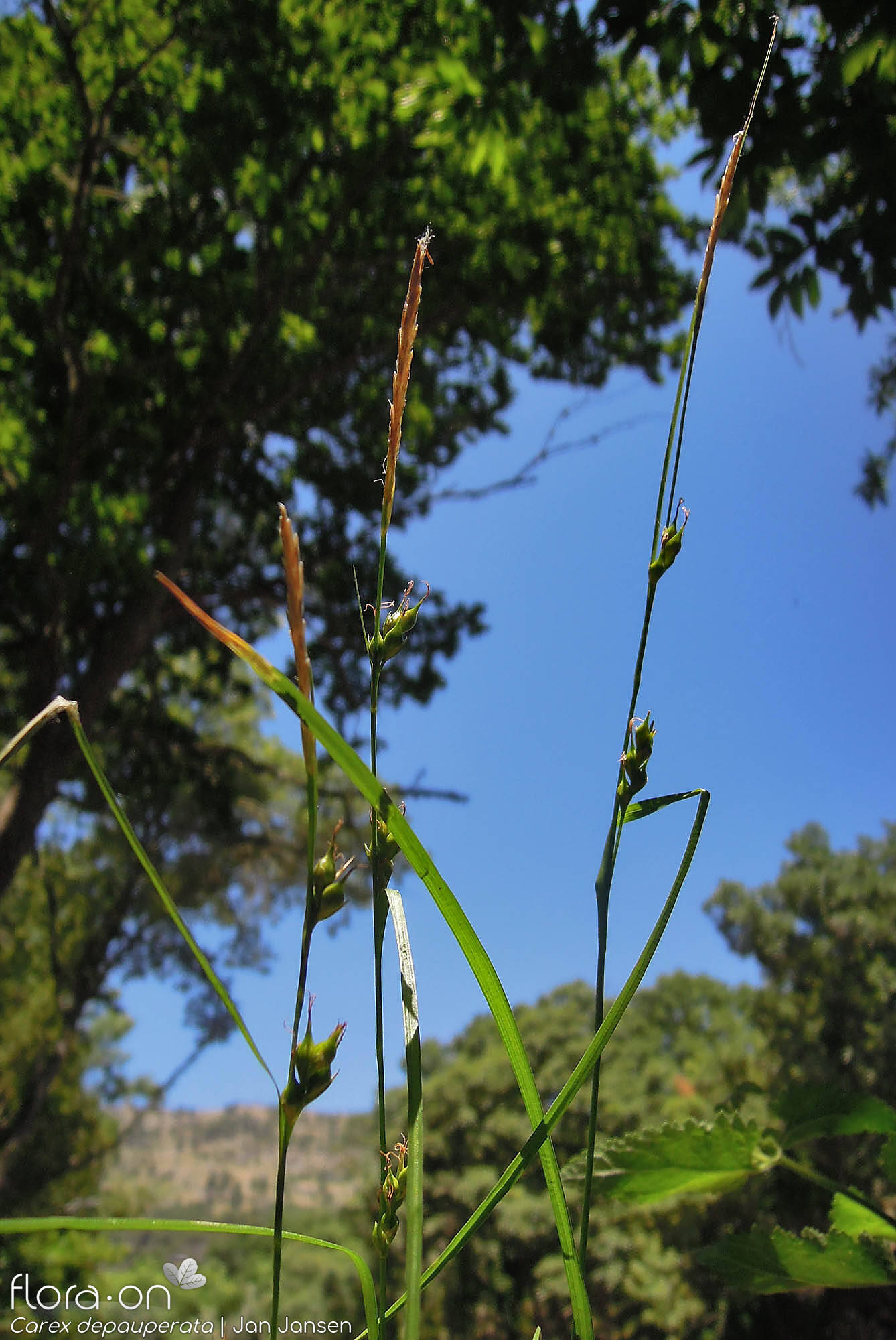 Carex depauperata - Flor (geral) | Jan Jansen; CC BY-NC 4.0