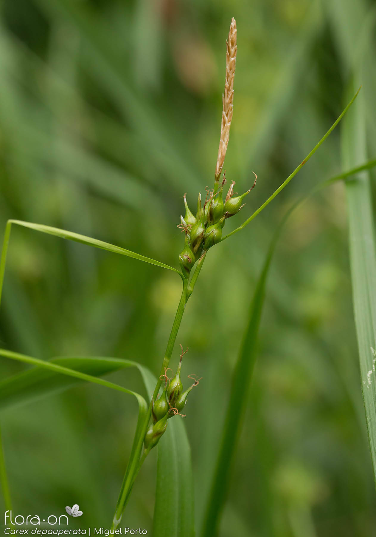 Carex depauperata - Flor (geral) | Miguel Porto; CC BY-NC 4.0