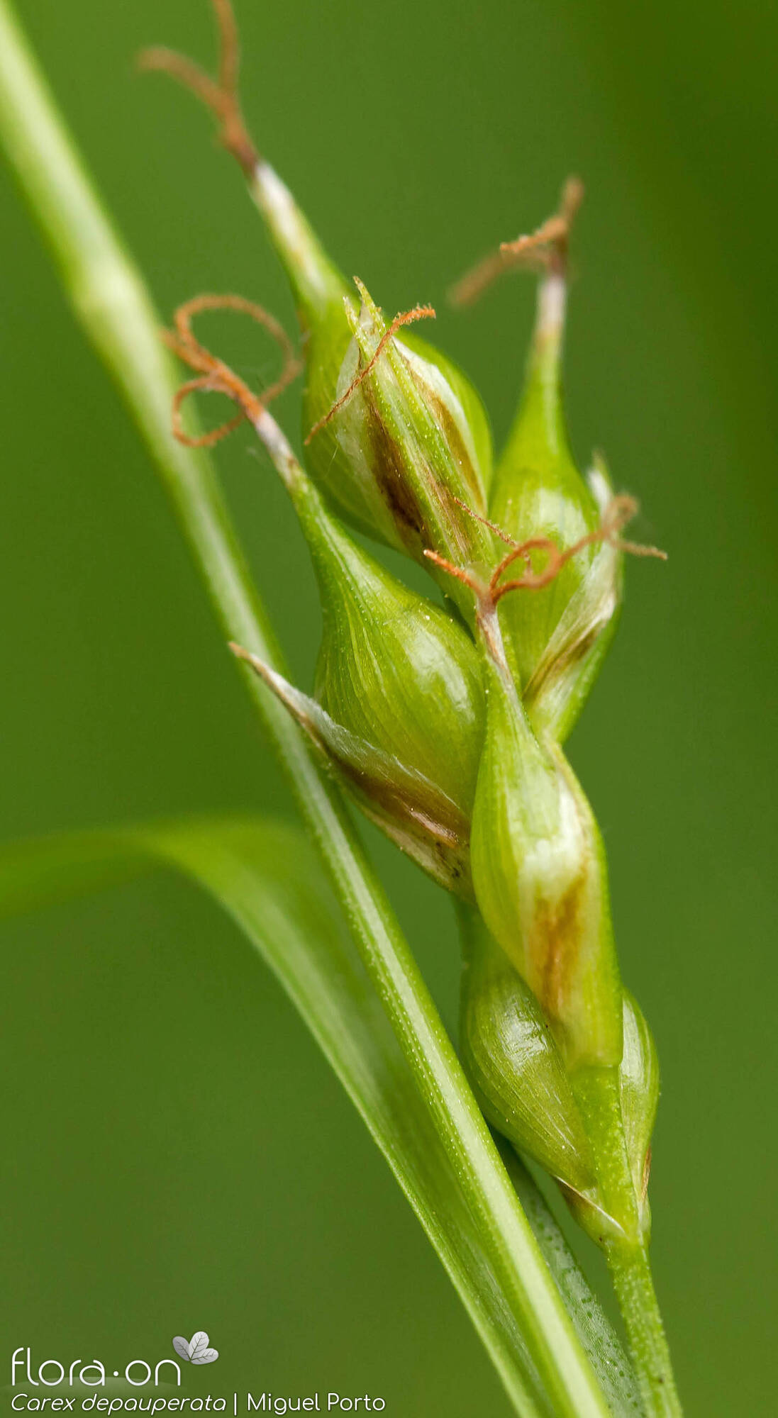 Carex depauperata - Fruto | Miguel Porto; CC BY-NC 4.0