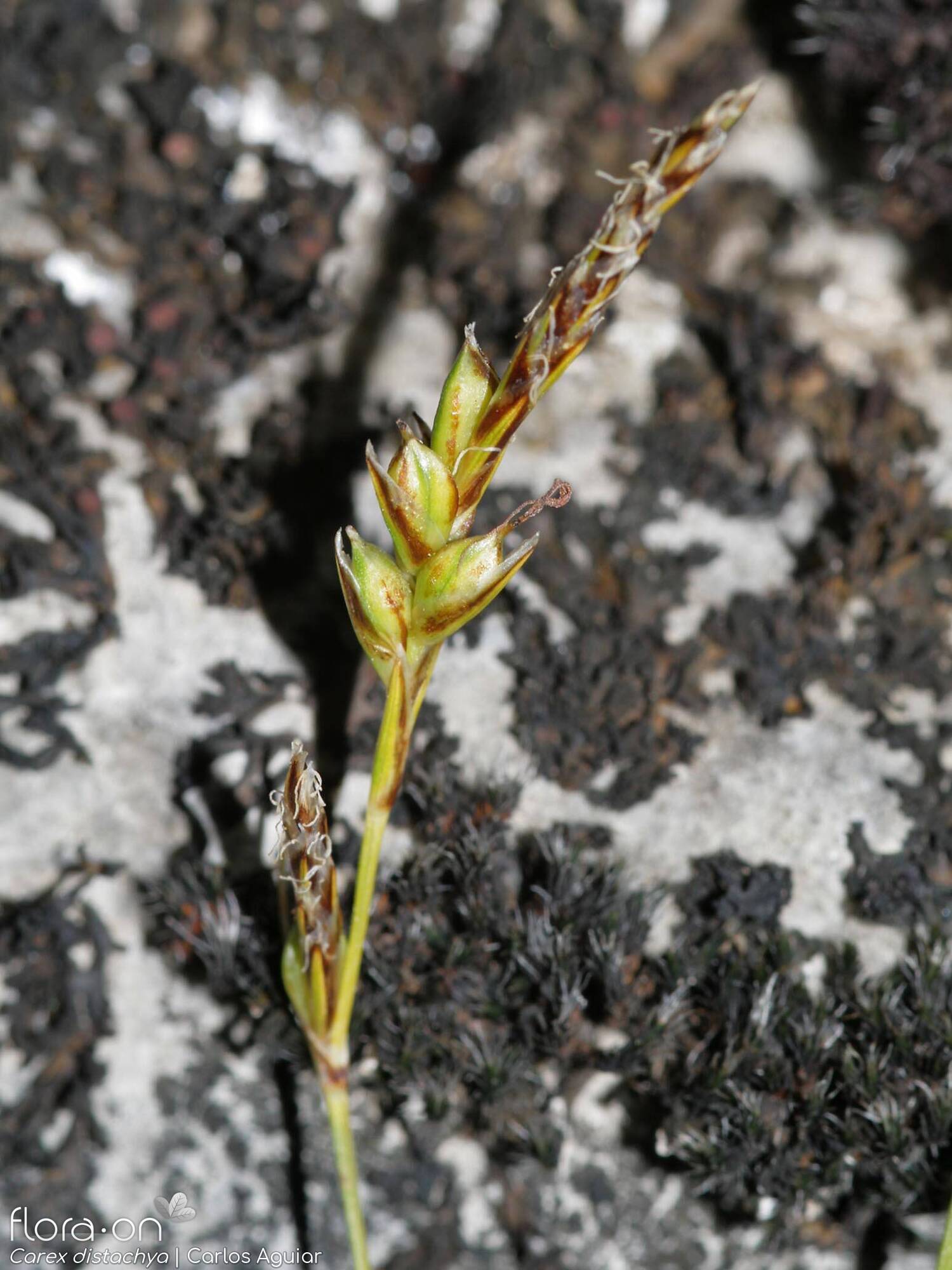 Carex distachya - Flor (geral) | Carlos Aguiar; CC BY-NC 4.0