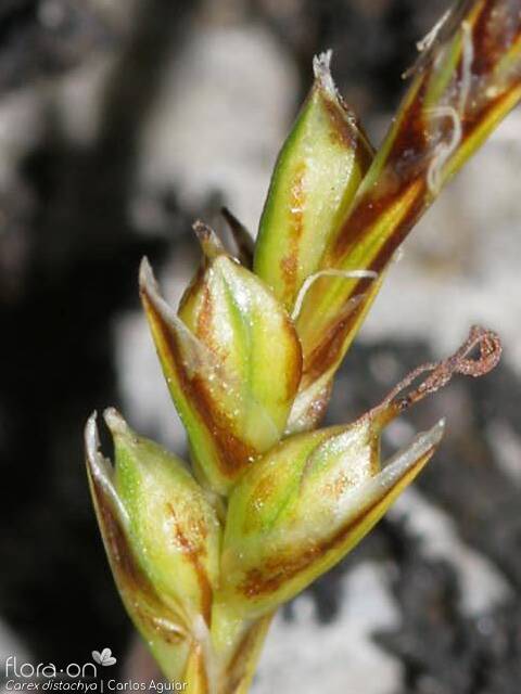 Carex distachya - Fruto | Carlos Aguiar; CC BY-NC 4.0