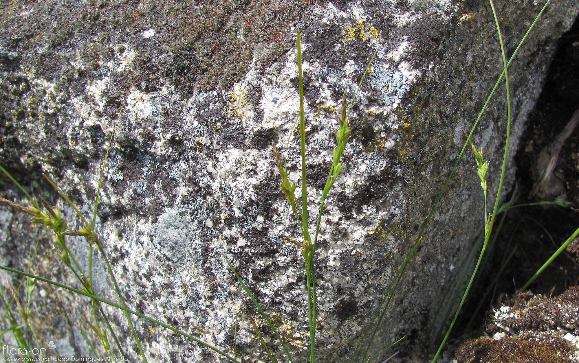 Carex distachya - Flor (geral) | João Domingues Almeida; CC BY-NC 4.0