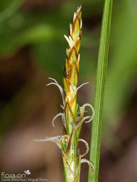 Carex distachya - Flor (close-up) | Miguel Porto; CC BY-NC 4.0