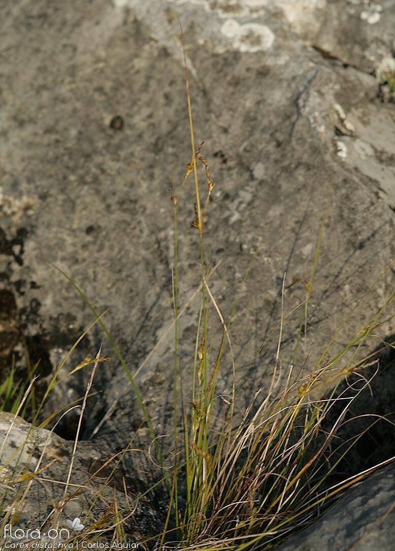 Carex distachya - Hábito | Carlos Aguiar; CC BY-NC 4.0