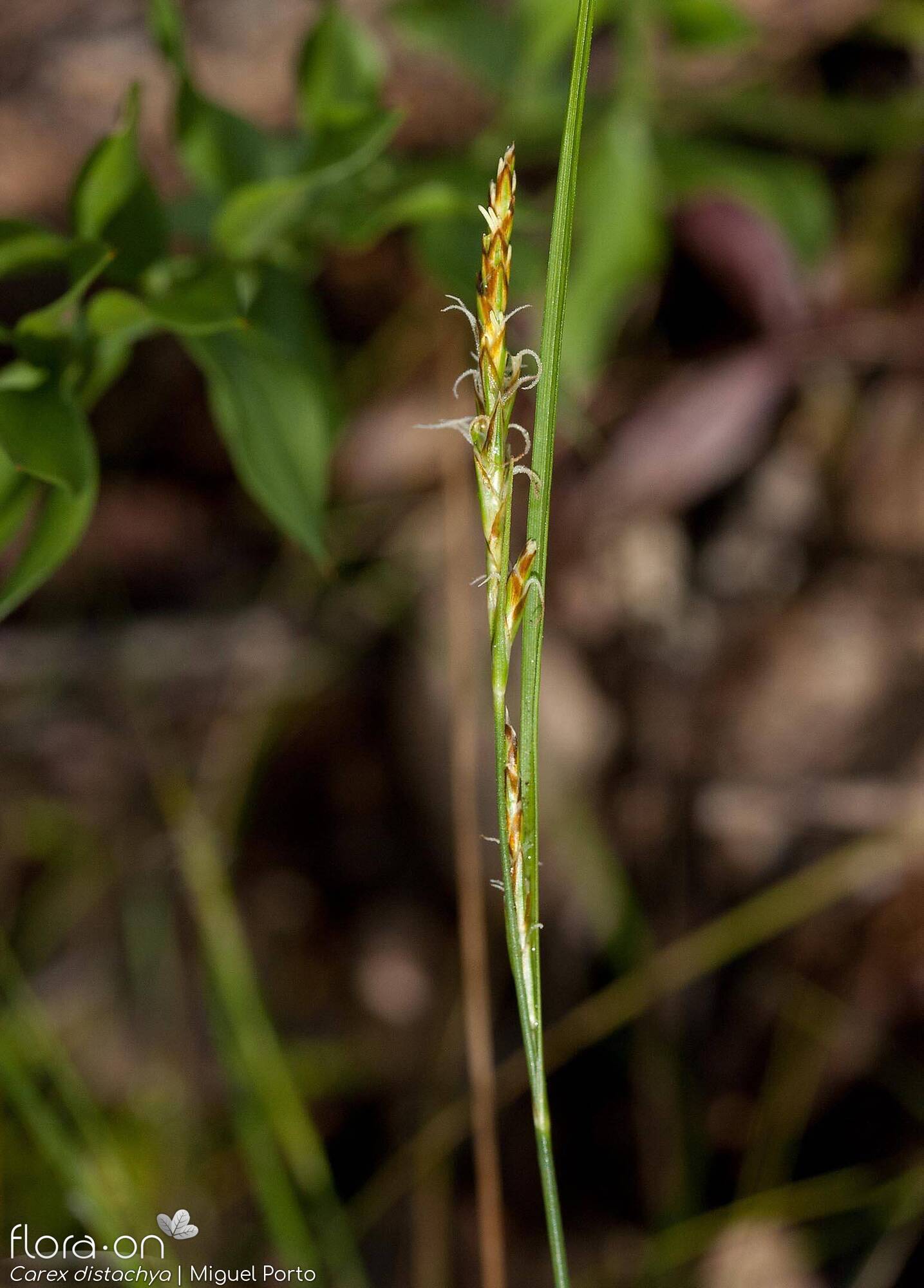 Carex distachya - Flor (geral) | Miguel Porto; CC BY-NC 4.0