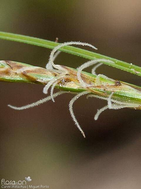 Carex distachya - Flor (close-up) | Miguel Porto; CC BY-NC 4.0