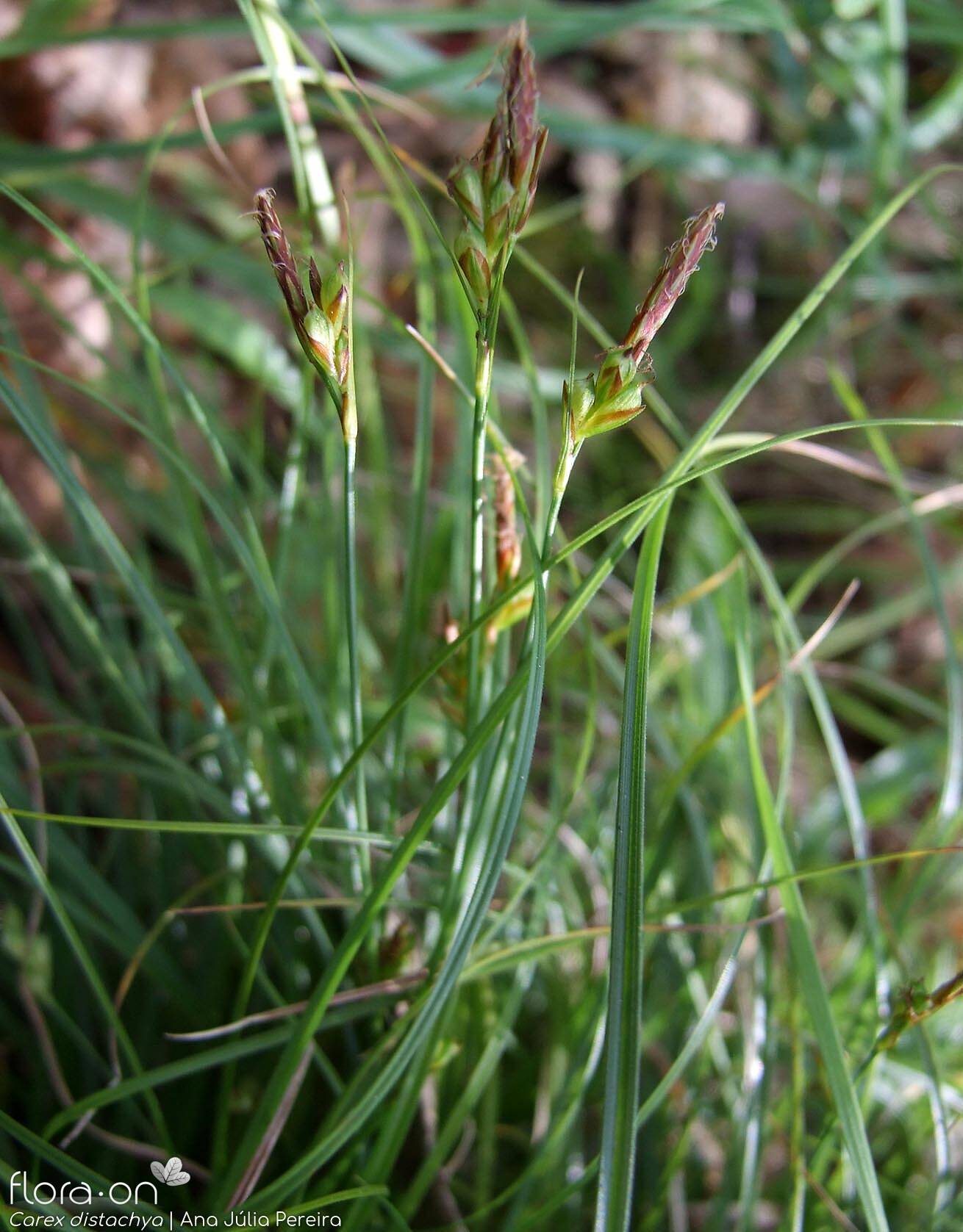 Carex distachya - Hábito | Ana Júlia Pereira; CC BY-NC 4.0