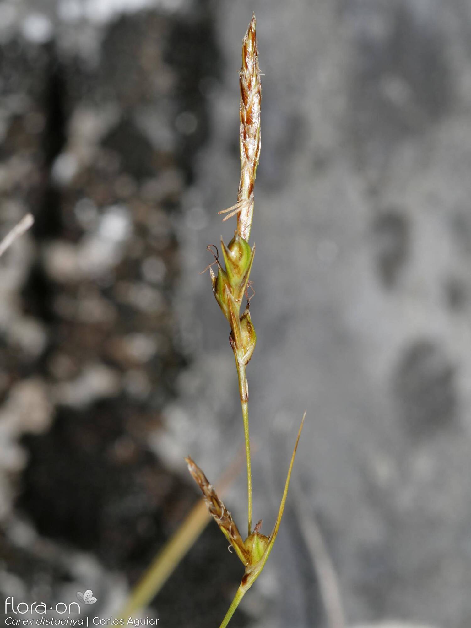 Carex distachya - Flor (geral) | Carlos Aguiar; CC BY-NC 4.0