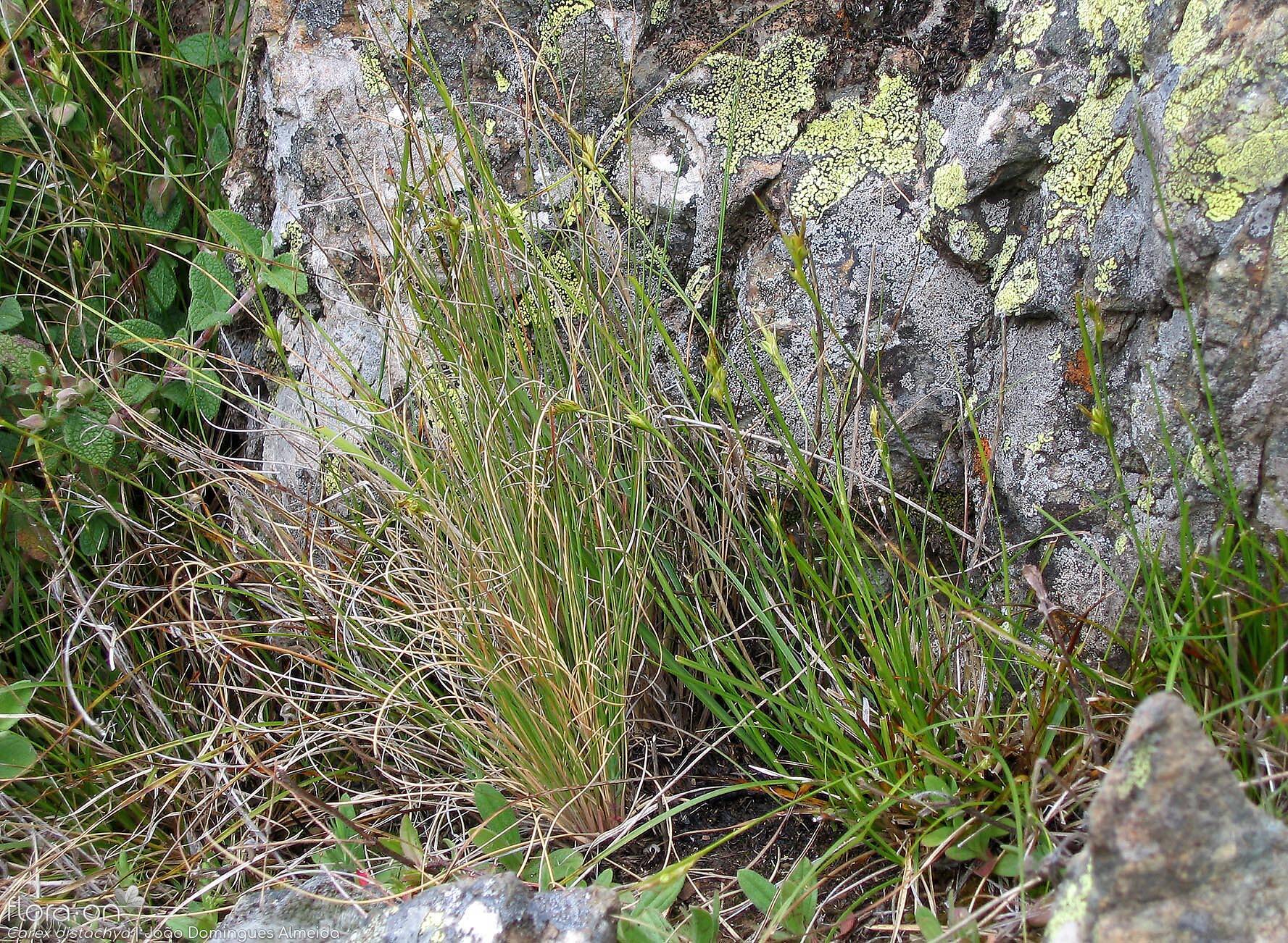 Carex distachya - Folha (geral) | João Domingues Almeida; CC BY-NC 4.0