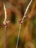 Carex durieui
