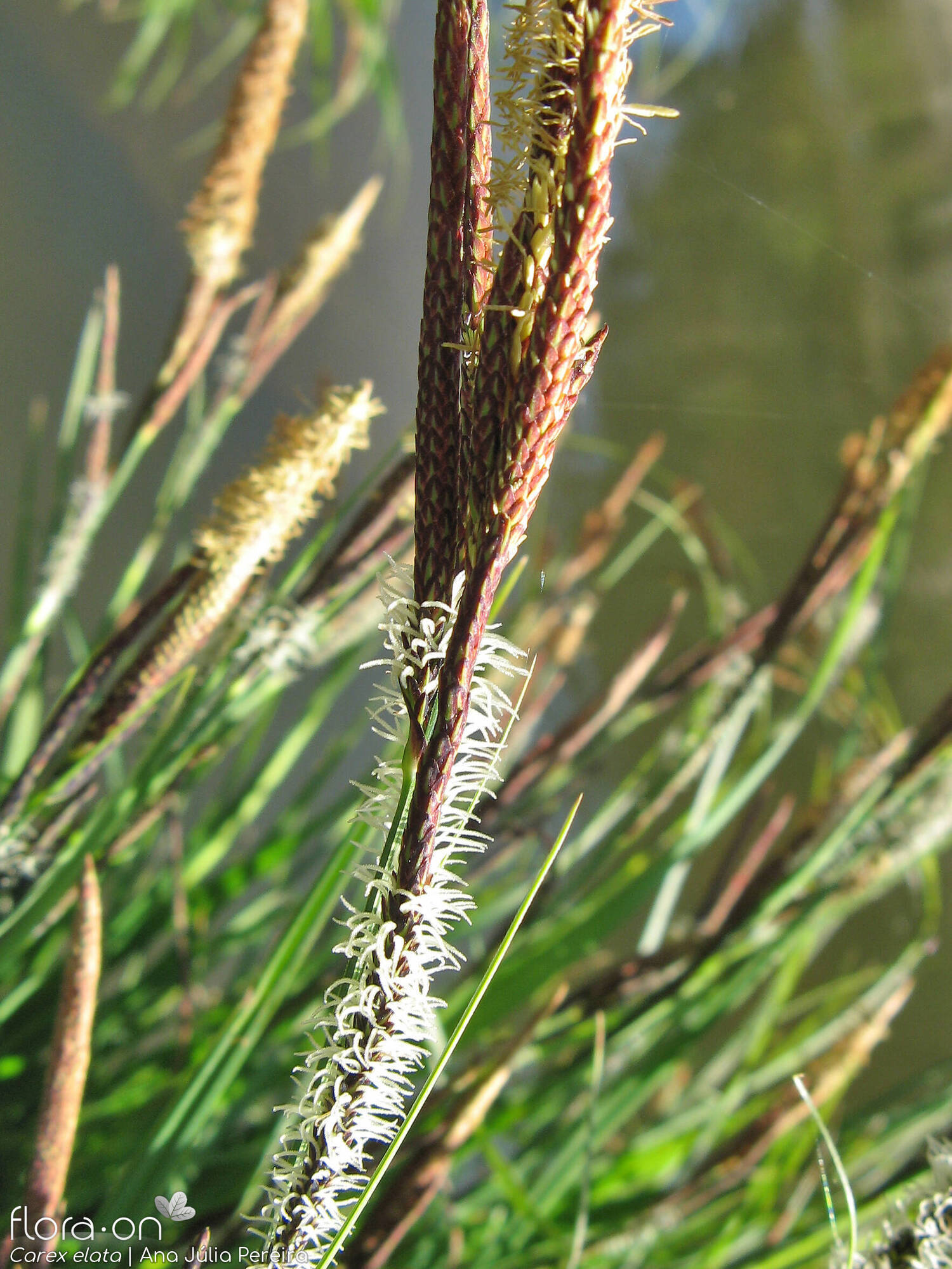 Carex elata - Flor (geral) | Ana Júlia Pereira; CC BY-NC 4.0