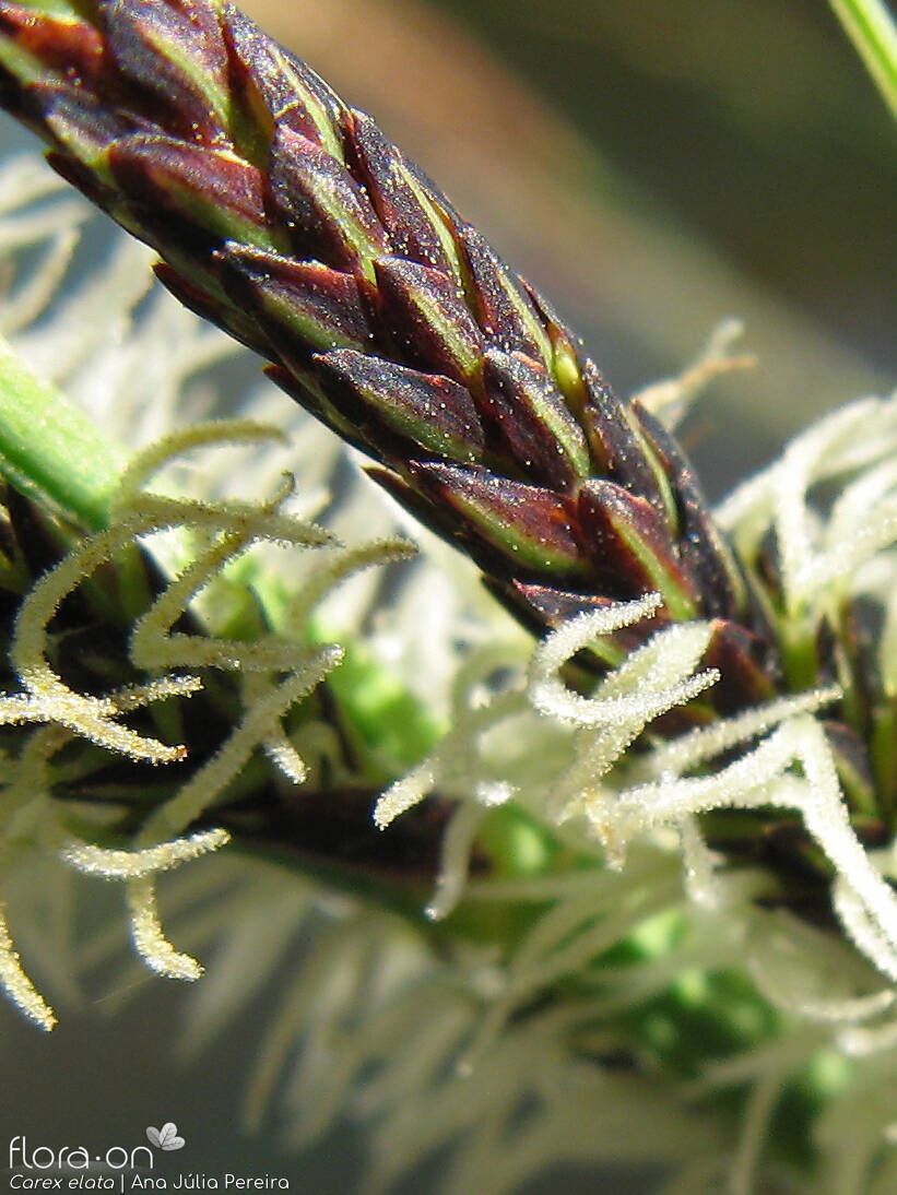 Carex elata - Flor (close-up) | Ana Júlia Pereira; CC BY-NC 4.0