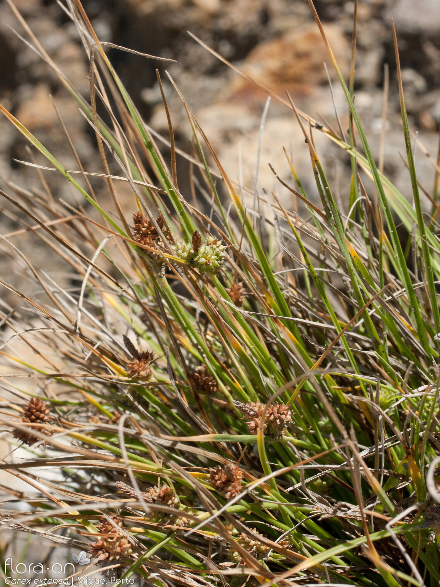 Carex extensa - Hábito | Miguel Porto; CC BY-NC 4.0
