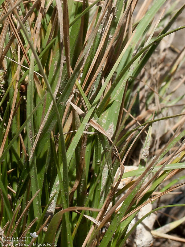 Carex extensa - Folha (geral) | Miguel Porto; CC BY-NC 4.0