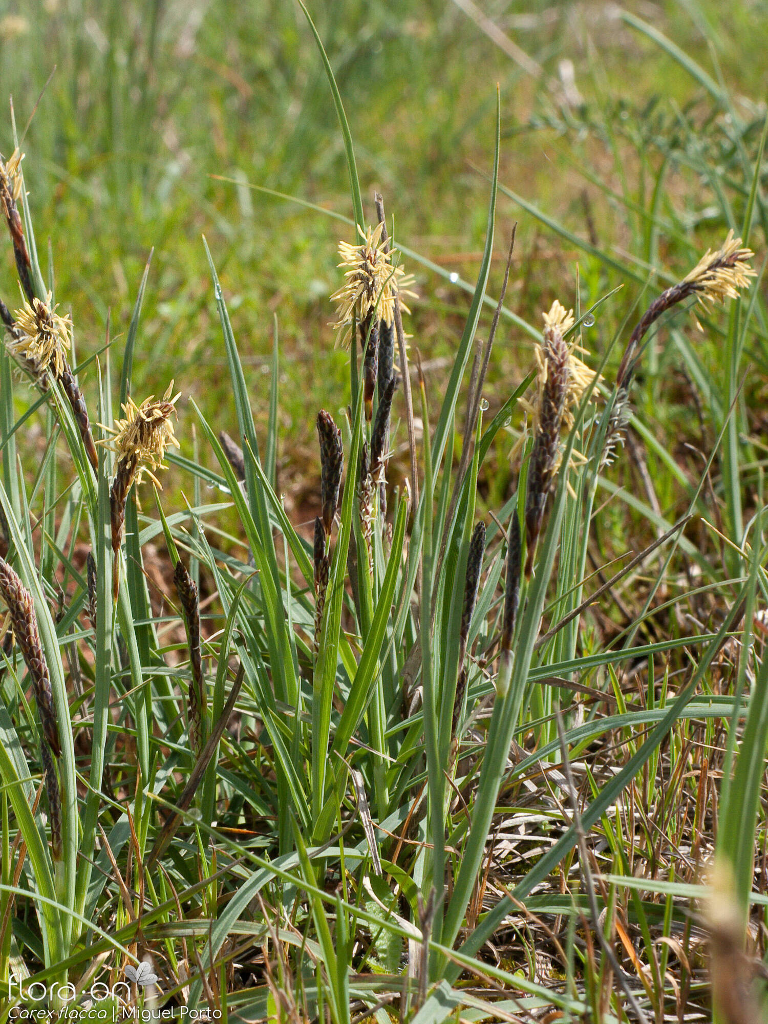 Carex flacca - Hábito | Miguel Porto; CC BY-NC 4.0