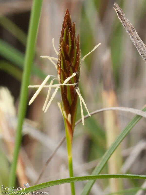 Carex hallerana - Flor (close-up) | Miguel Porto; CC BY-NC 4.0