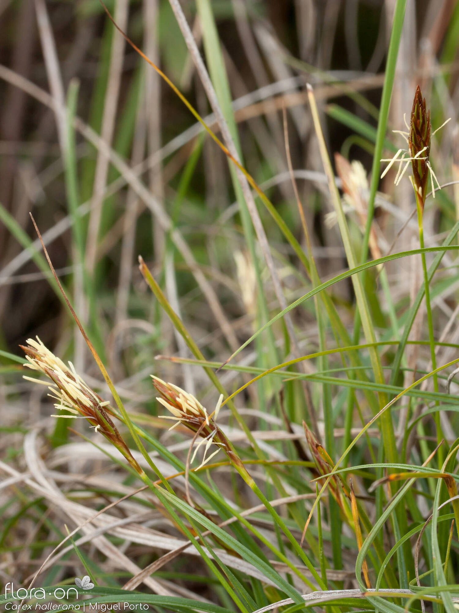 Carex hallerana - Flor (geral) | Miguel Porto; CC BY-NC 4.0