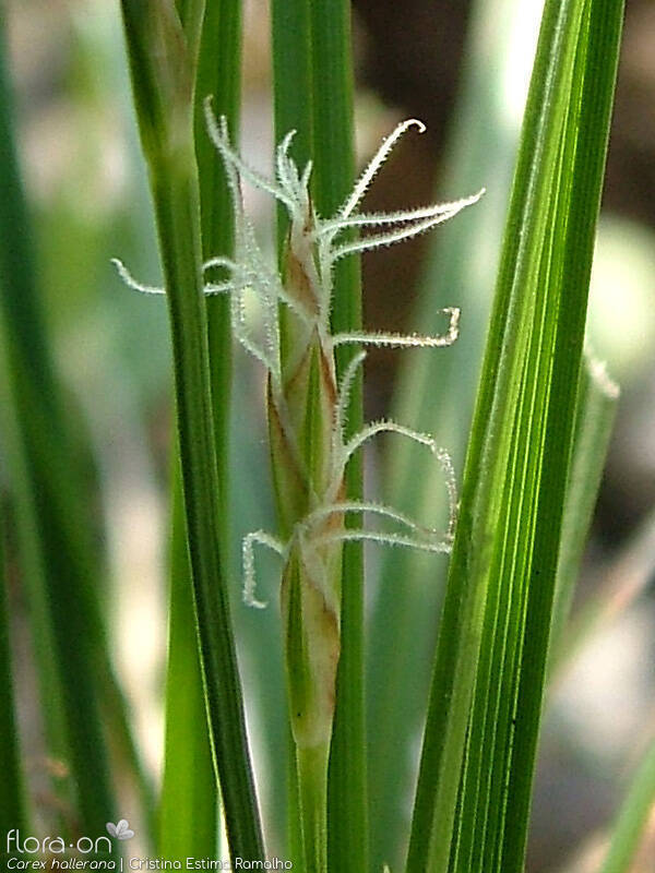 Carex hallerana - Flor (close-up) | Cristina Estima Ramalho; CC BY-NC 4.0