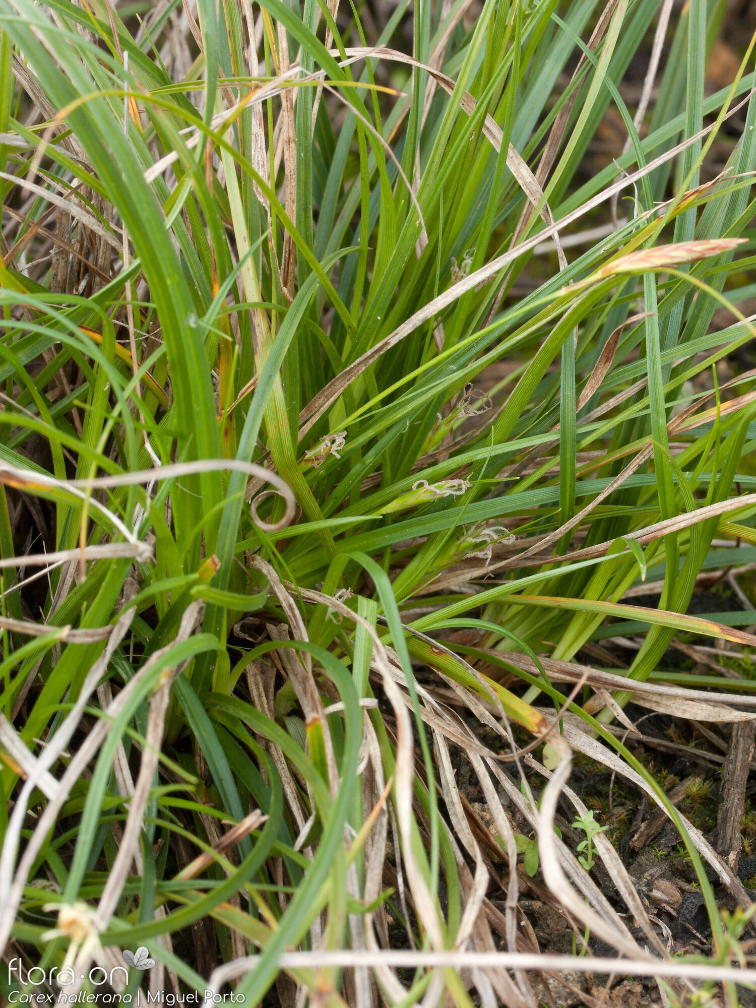 Carex hallerana - Folha (geral) | Miguel Porto; CC BY-NC 4.0