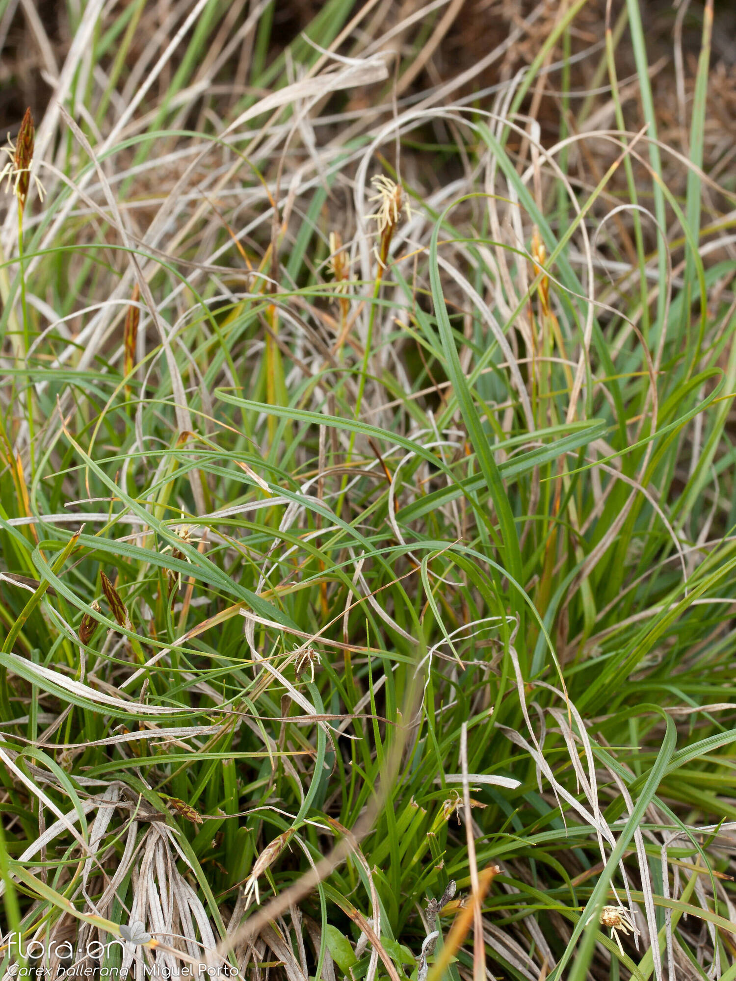 Carex hallerana - Hábito | Miguel Porto; CC BY-NC 4.0
