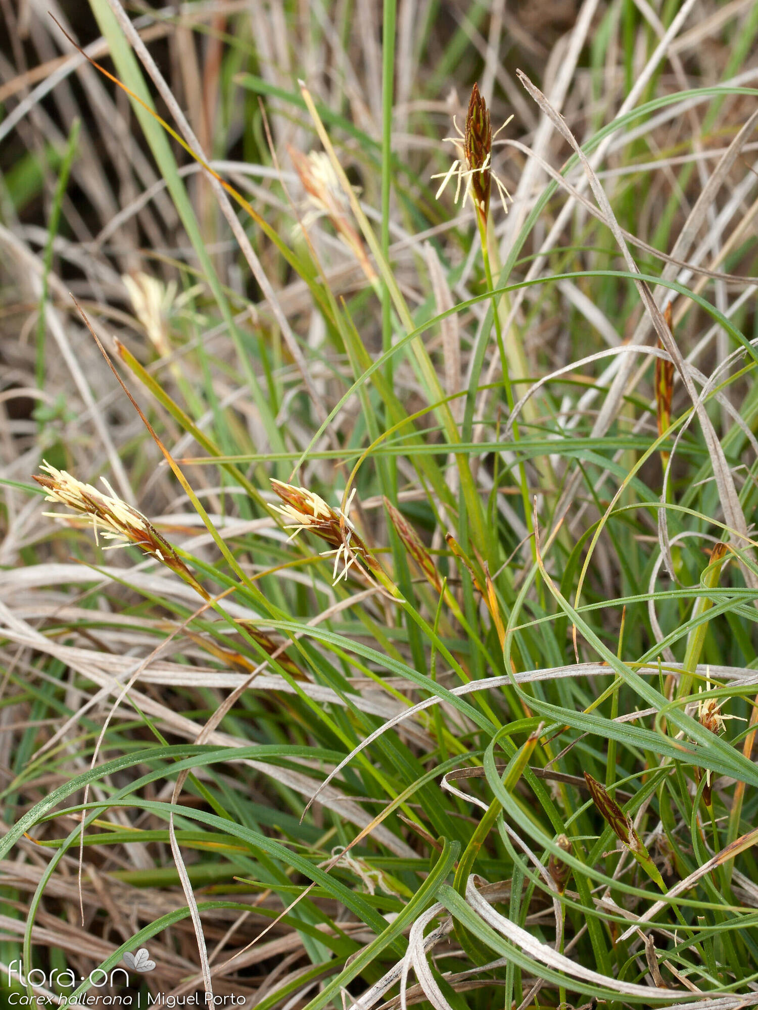 Carex hallerana - Hábito | Miguel Porto; CC BY-NC 4.0