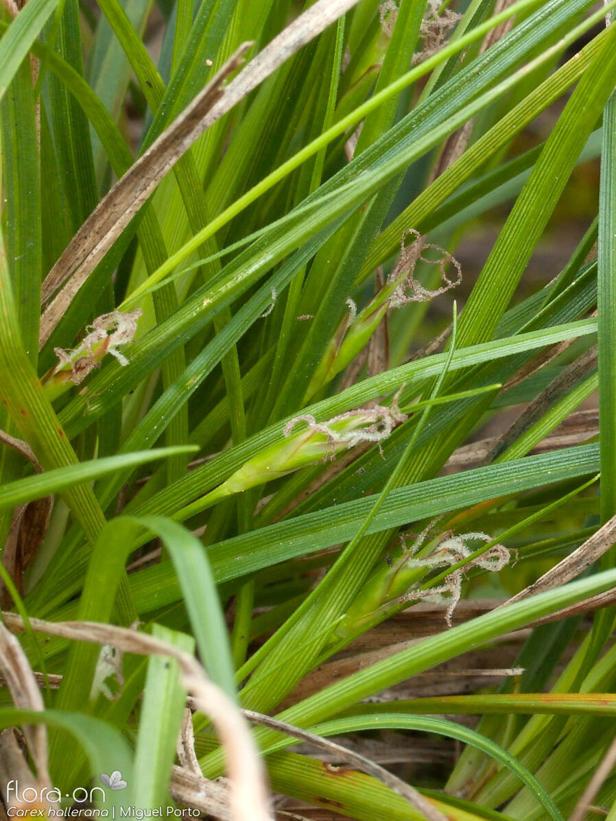 Carex hallerana - Flor (geral) | Miguel Porto; CC BY-NC 4.0