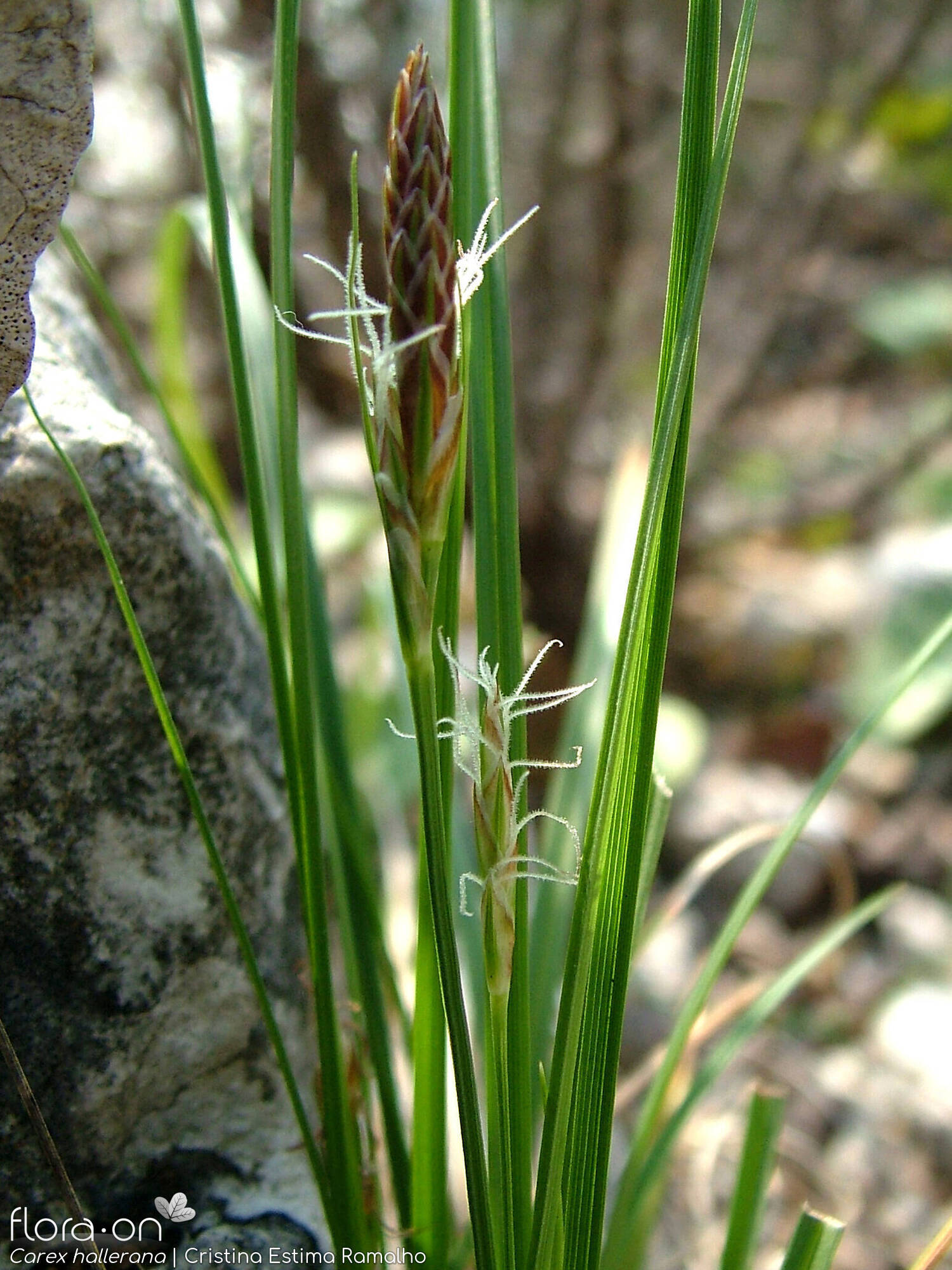 Carex hallerana - Flor (geral) | Cristina Estima Ramalho; CC BY-NC 4.0