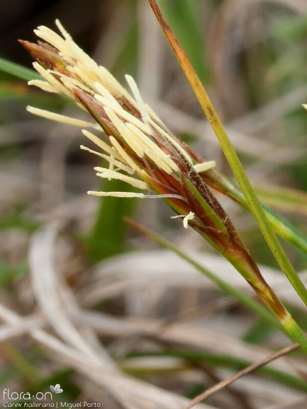 Carex hallerana - Flor (close-up) | Miguel Porto; CC BY-NC 4.0