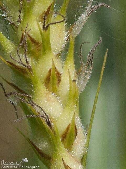 Carex hirta - Fruto | Carlos Aguiar; CC BY-NC 4.0