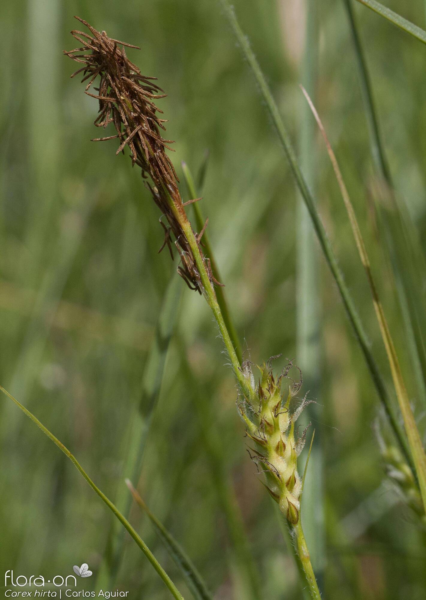 Carex hirta - Flor (geral) | Carlos Aguiar; CC BY-NC 4.0