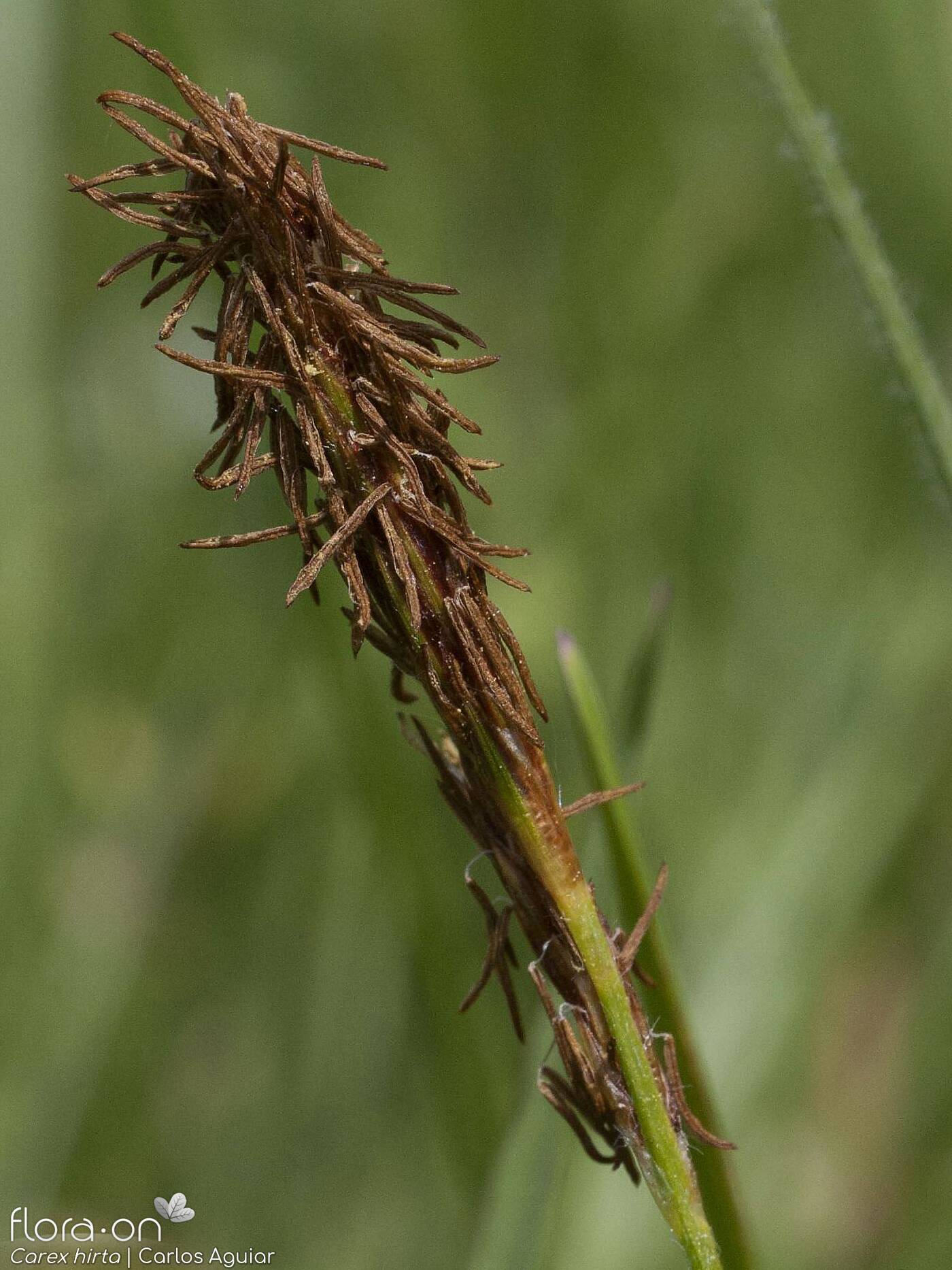Carex hirta - Flor (close-up) | Carlos Aguiar; CC BY-NC 4.0
