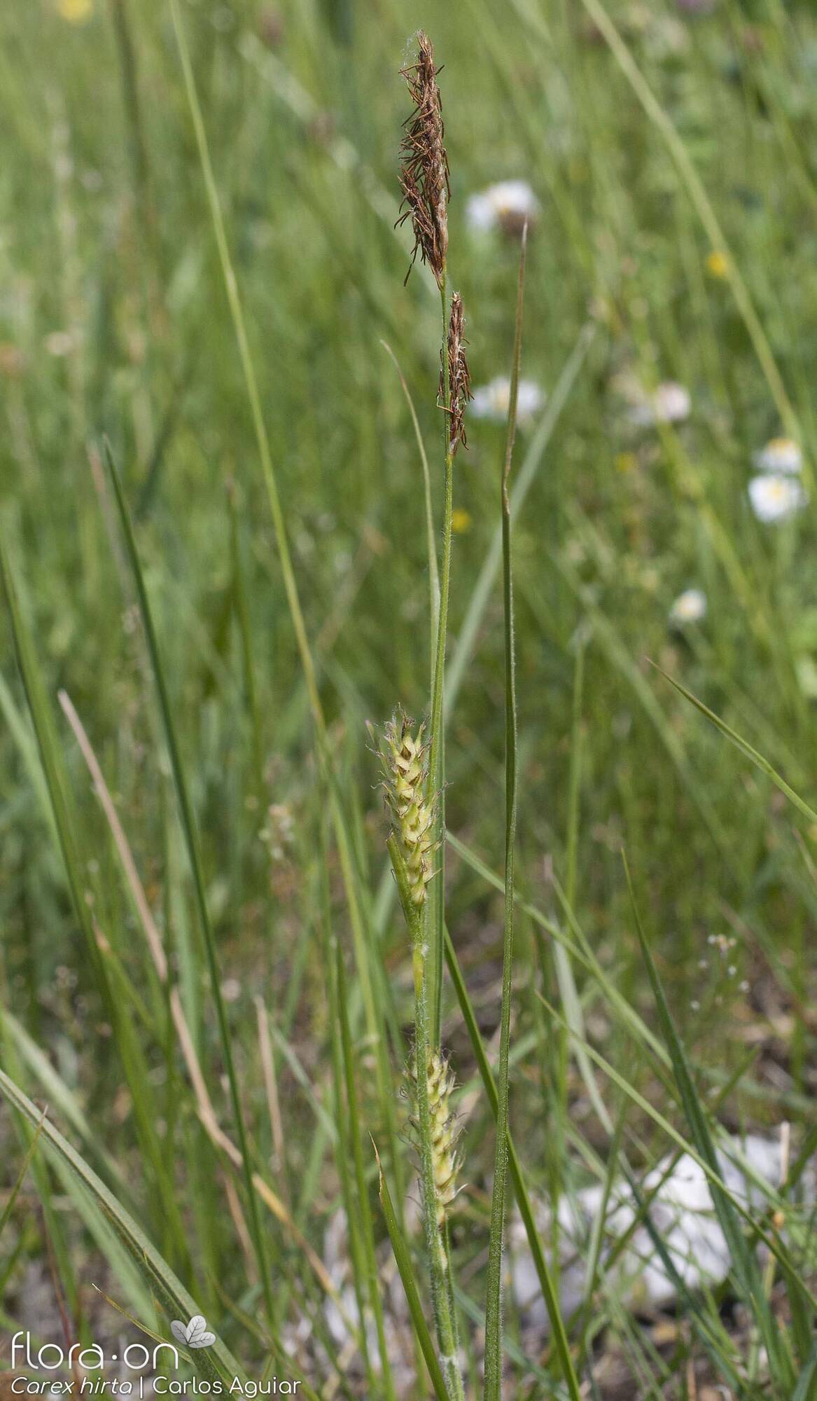 Carex hirta - Hábito | Carlos Aguiar; CC BY-NC 4.0