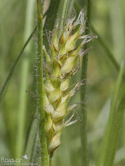 Carex hirta - Flor (close-up) | Carlos Aguiar; CC BY-NC 4.0