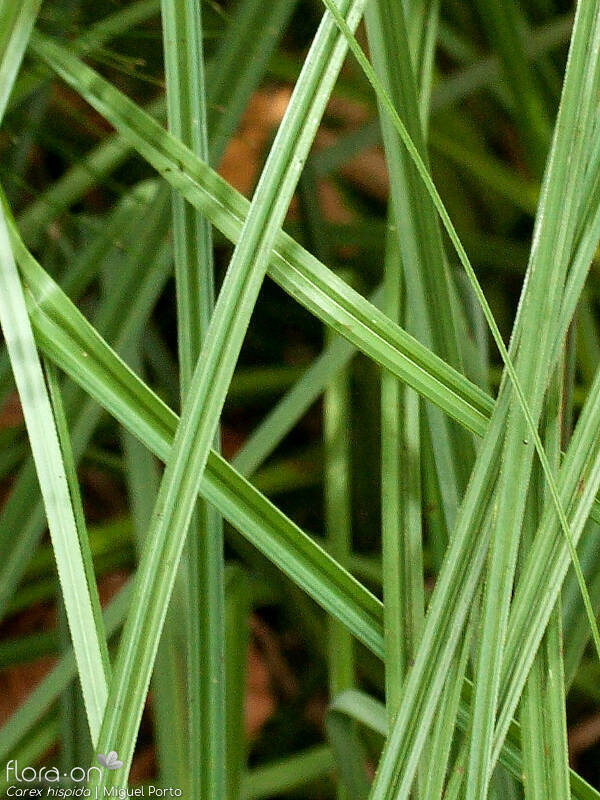 Carex hispida - Folha | Miguel Porto; CC BY-NC 4.0