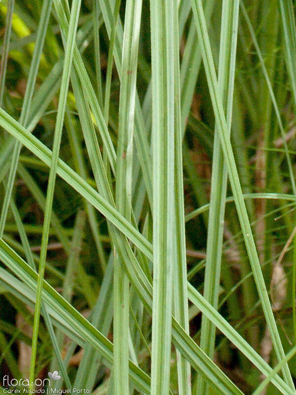Carex hispida - Folha | Miguel Porto; CC BY-NC 4.0