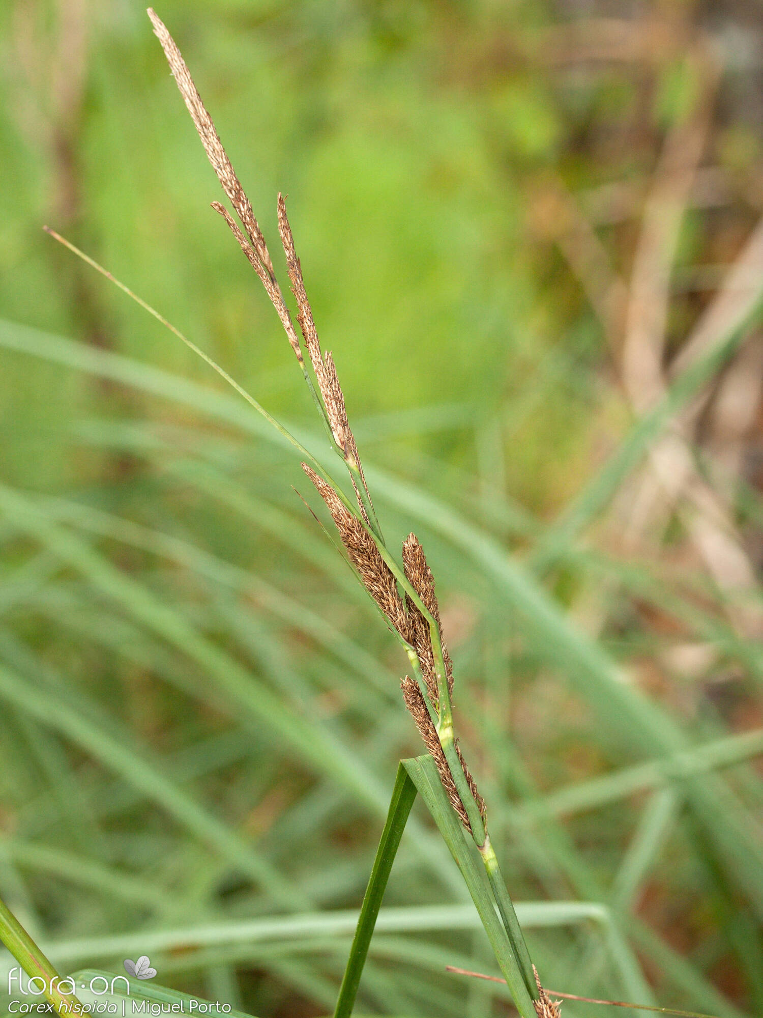Carex hispida - Flor (geral) | Miguel Porto; CC BY-NC 4.0