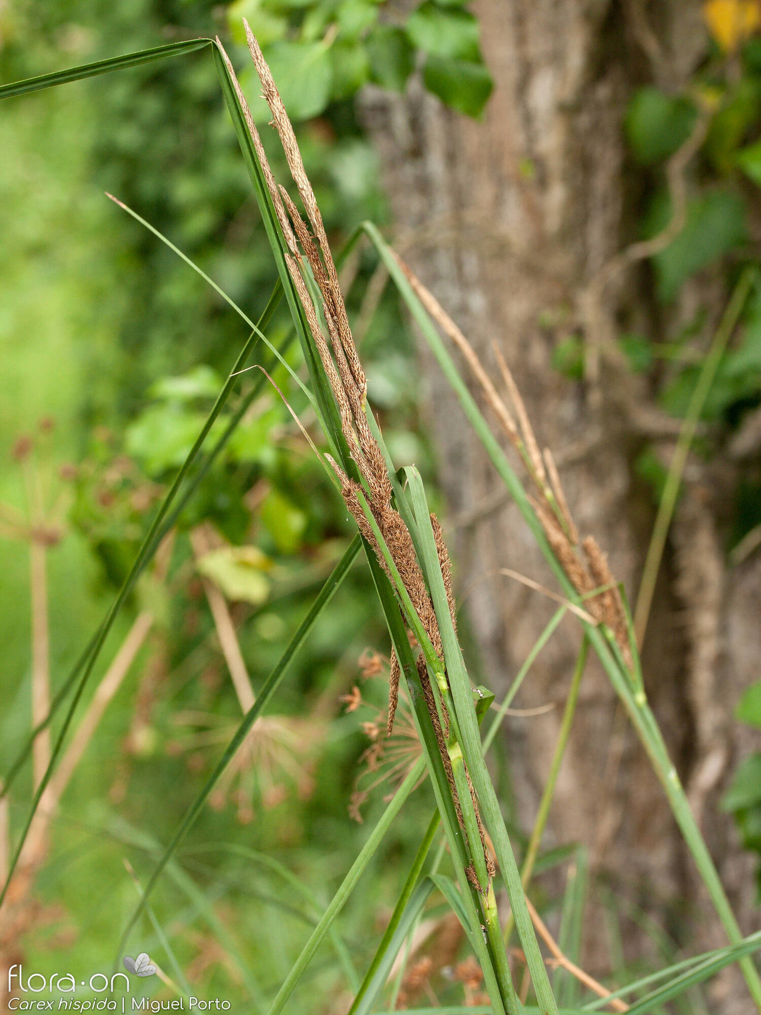 Carex hispida - Hábito | Miguel Porto; CC BY-NC 4.0