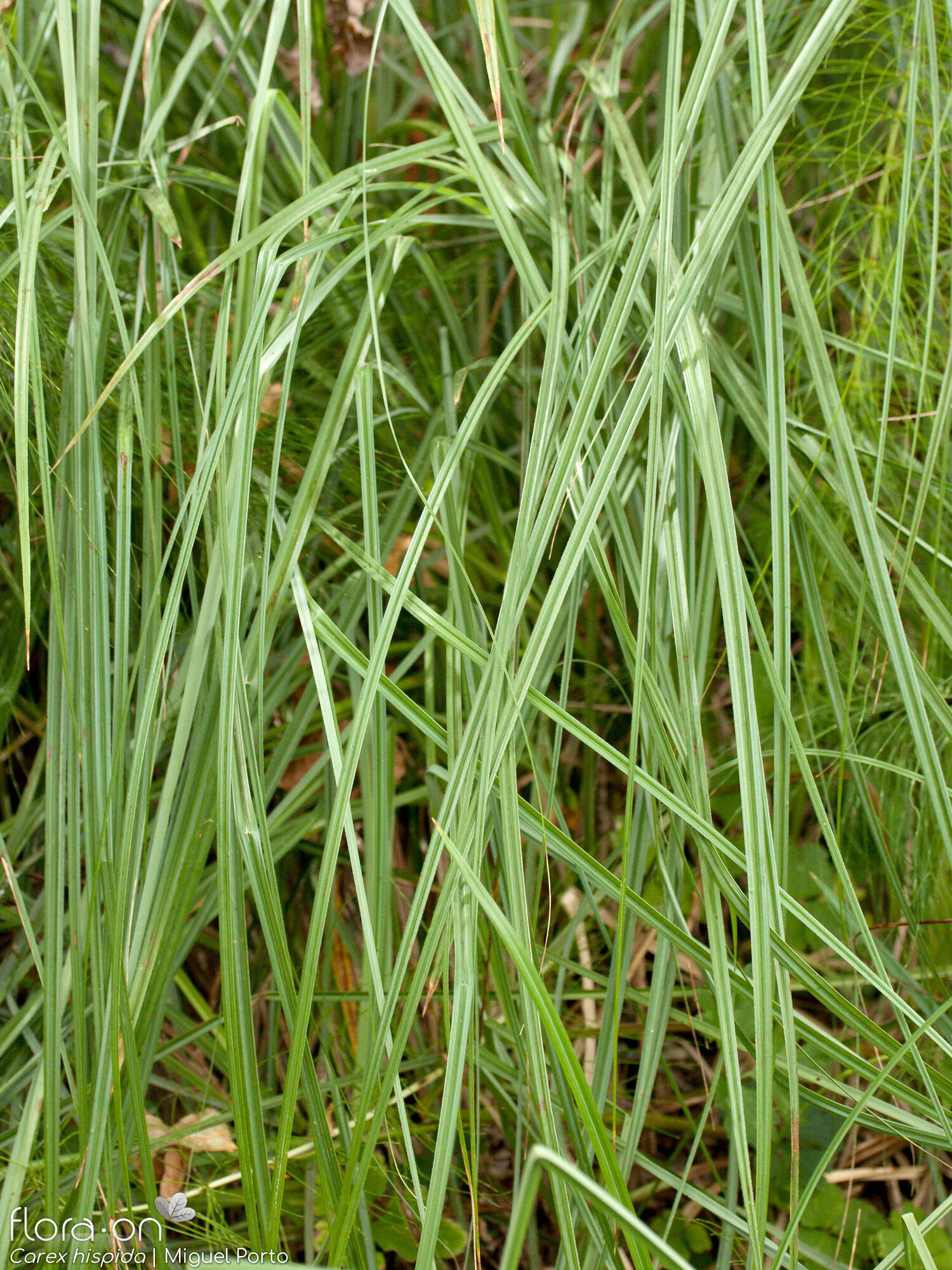 Carex hispida - Folha (geral) | Miguel Porto; CC BY-NC 4.0