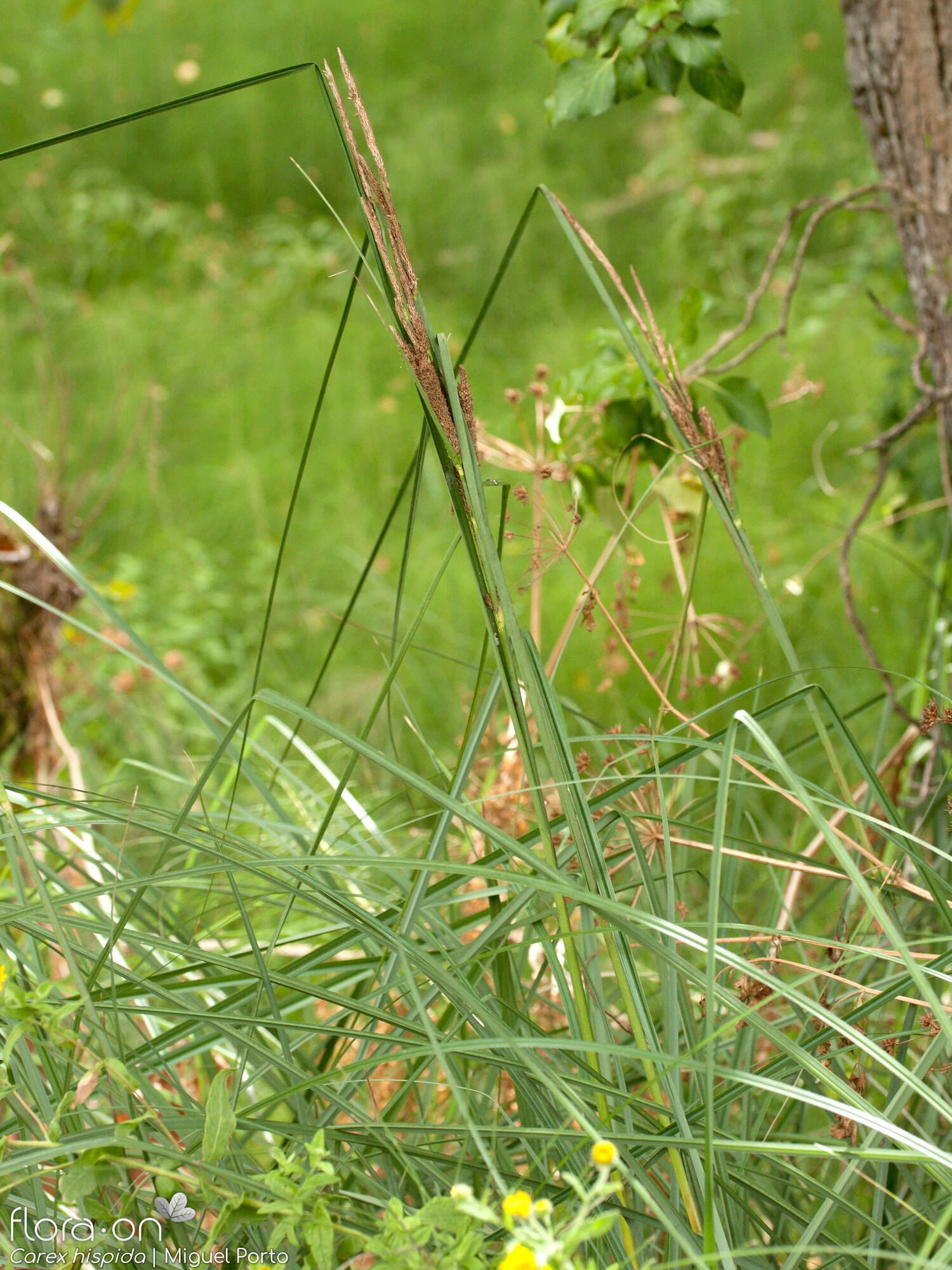 Carex hispida - Hábito | Miguel Porto; CC BY-NC 4.0